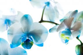 Фотообои 3Д Орхидея