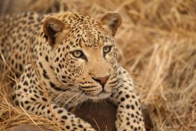 Фреска Африканский леопард