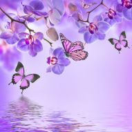 Фотообои бабочки и орхидеи