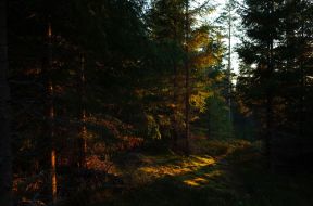 Фотообои Закат в лесу
