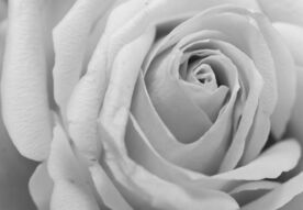 Фотообои Бутон розы