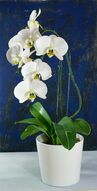 Фреска Белая орхидея