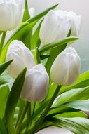 Фреска Крупные белые тюльпаны