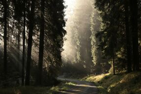 Фотообои Дорога через лес
