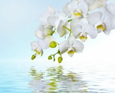 Фотообои Белая орхидея над водой