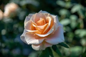 Фотообои Одинокая нежная роза