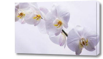 Картина Цветы белой орхидеи