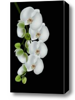 Картина Беззащитная ветка белой орхидеи