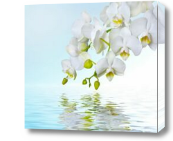 Картина Белая орхидея над водой
