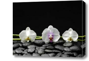 Картина Три цветка на камнях